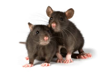 Ratas y ratones